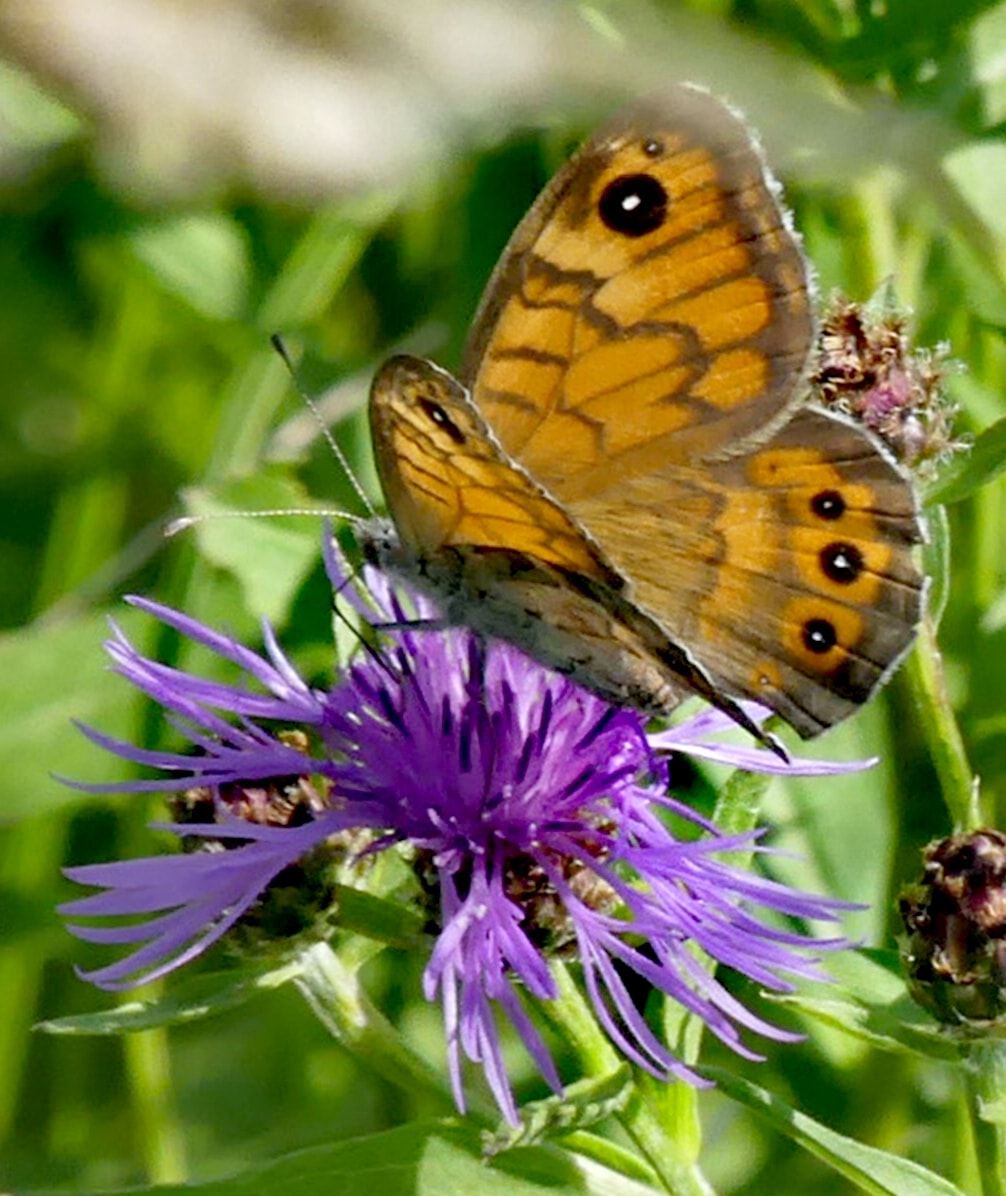 Brown Butterfly